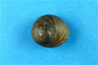 藏品(扭鐘螺)的圖片